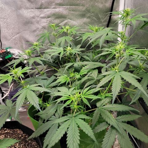 AK47 Auto growlog timeline photo