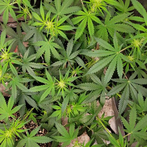 AK47 Auto growlog timeline photo