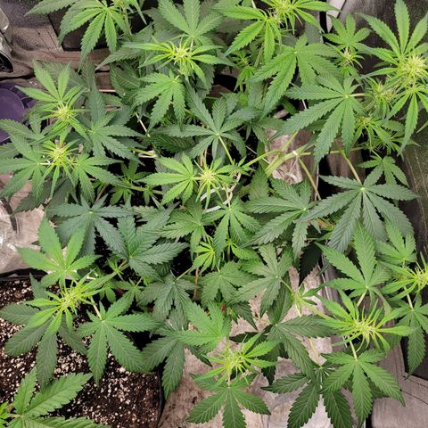 AK47 Auto growlog timeline photo