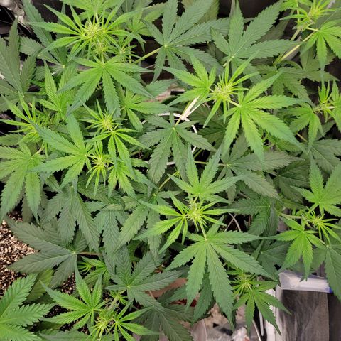 AK47 Auto growlog timeline photo
