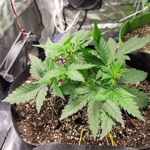 Shogun (Royal Queen) harvest.ge growlog timeline photo