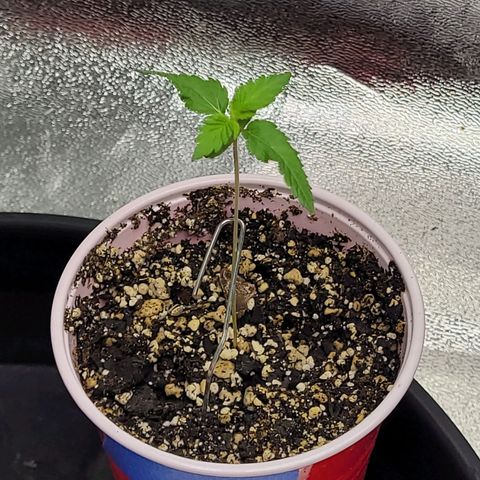 Maui Wowie growlog timeline photo