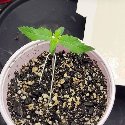Maui Wowie growlog timeline photo