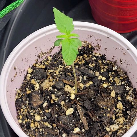 White Widow growlog timeline photo
