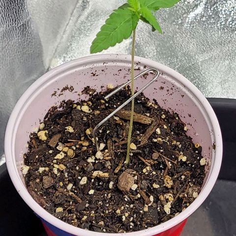 White Widow growlog timeline photo