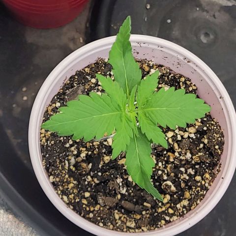 Maui Wowie growlog timeline photo