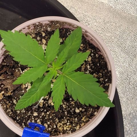 Maui Wowie growlog timeline photo
