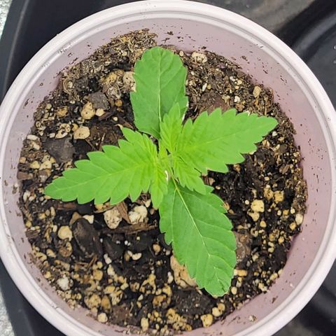 White Widow growlog timeline photo
