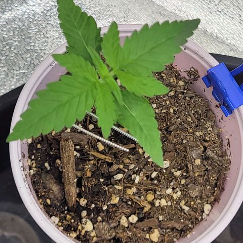 White Widow growlog timeline photo