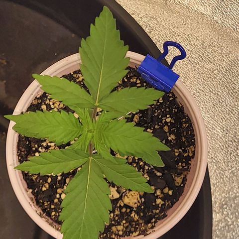 Maui Wowie growlog timeline photo