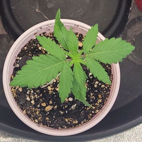 Maui Wowie growlog timeline photo