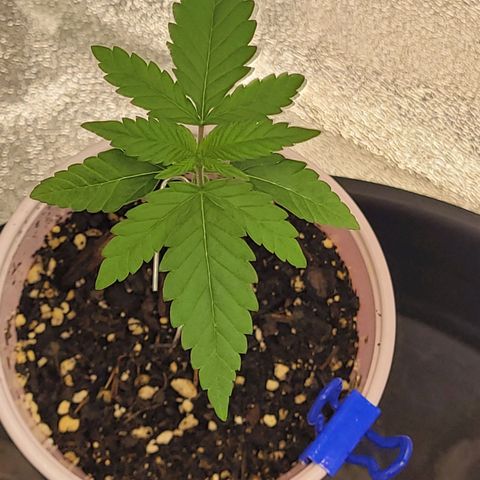 White Widow growlog timeline photo