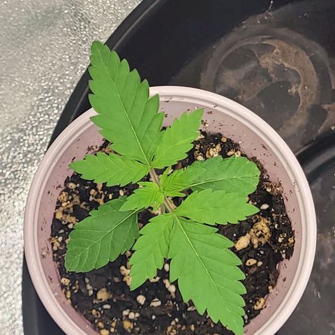 White Widow growlog timeline photo