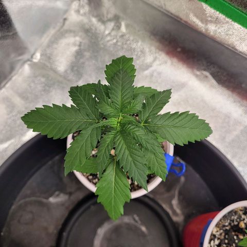 Maui Wowie growlog timeline photo