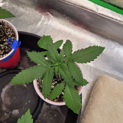 Maui Wowie growlog timeline photo