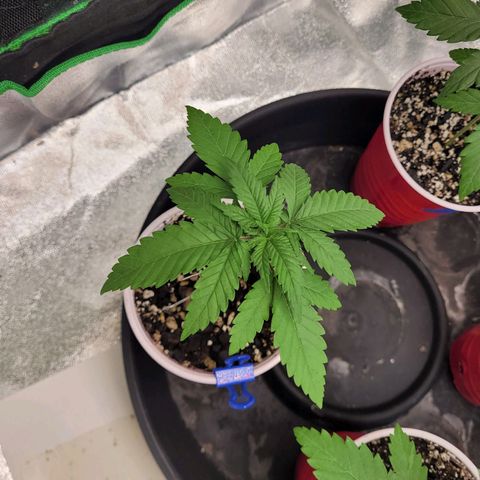 White Widow growlog timeline photo