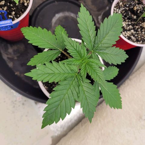 White Widow growlog timeline photo