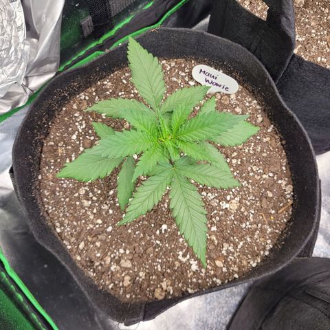 Maui Wowie growlog timeline photo