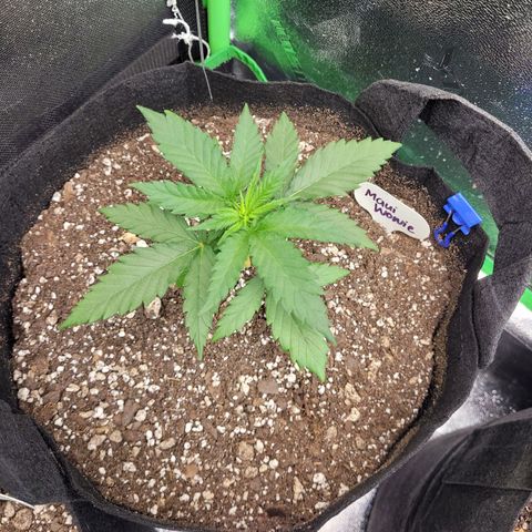 Maui Wowie growlog timeline photo