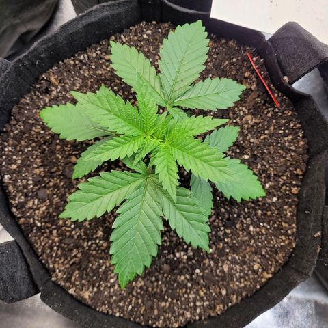 White Widow growlog timeline photo