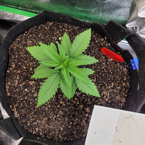 White Widow growlog timeline photo