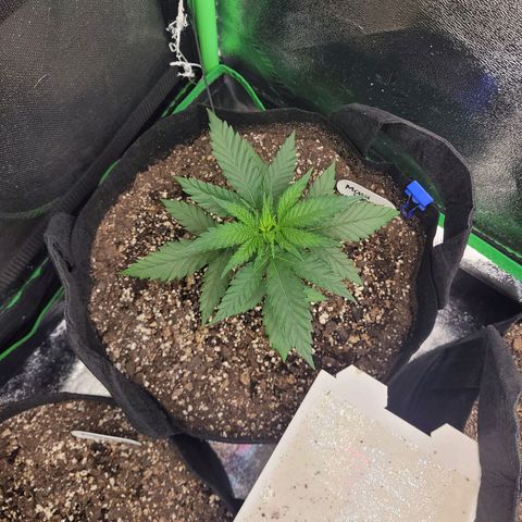 Maui Wowie growlog timeline photo
