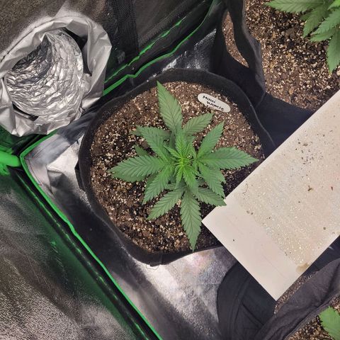 Maui Wowie growlog timeline photo