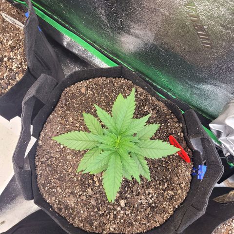 White Widow growlog timeline photo
