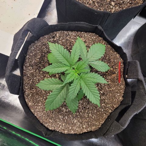 White Widow growlog timeline photo