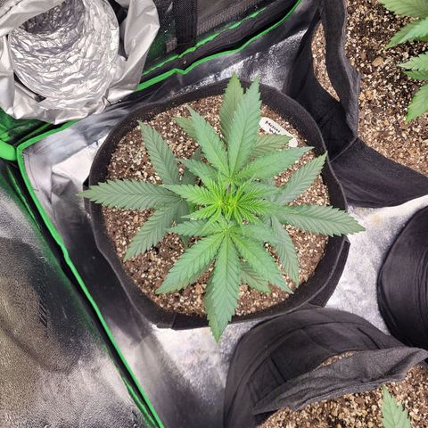 Maui Wowie growlog timeline photo