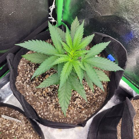 Maui Wowie growlog timeline photo