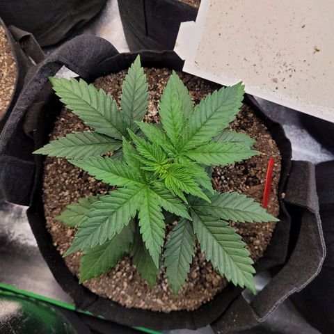 White Widow growlog timeline photo