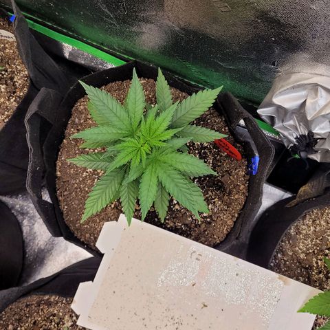 White Widow growlog timeline photo