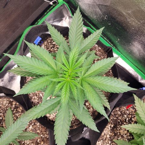 Maui Wowie growlog timeline photo