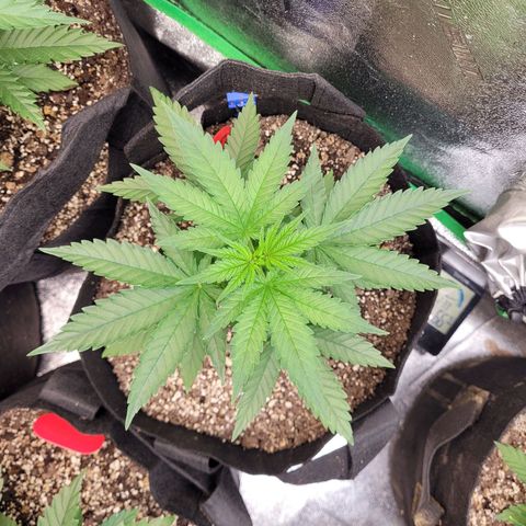 White Widow growlog timeline photo