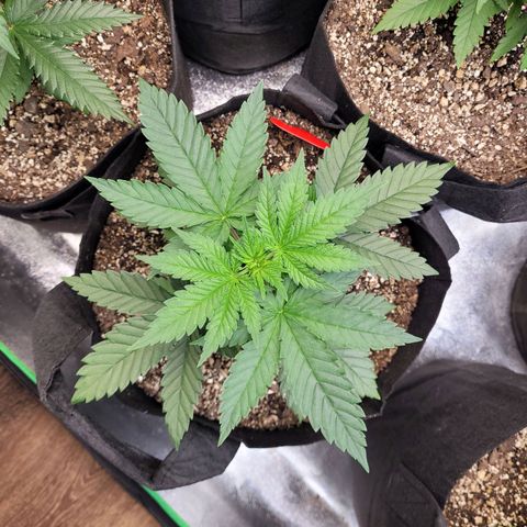 White Widow growlog timeline photo