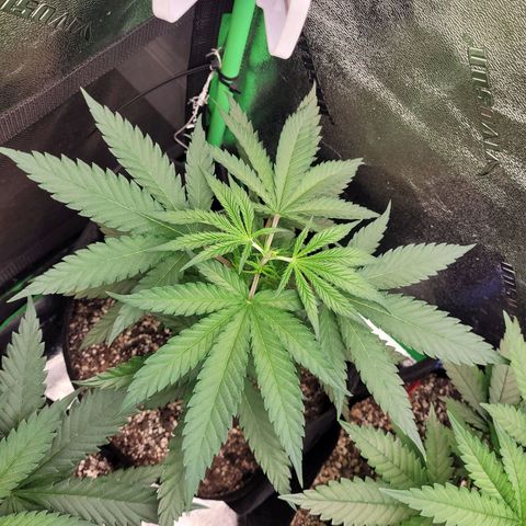 Maui Wowie growlog photo: Topped today