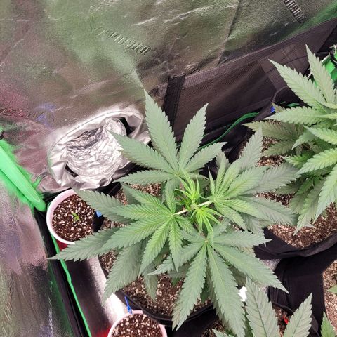 Maui Wowie growlog photo: Topped today