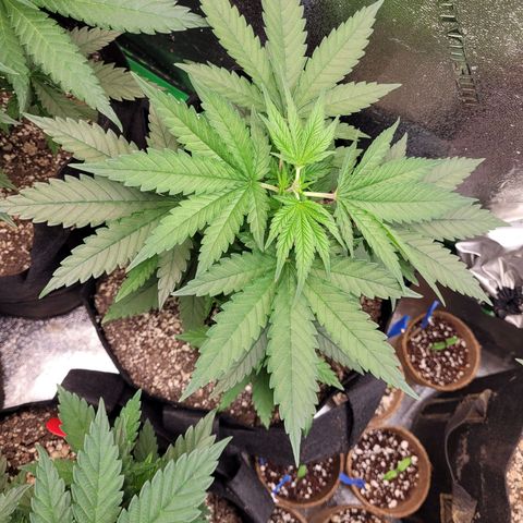 White Widow growlog timeline photo