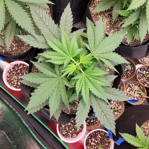 White Widow growlog timeline photo