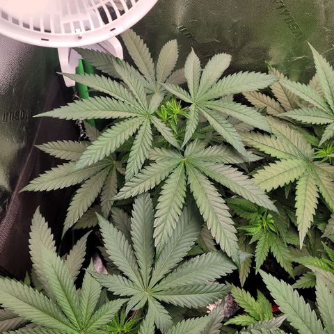 Maui Wowie growlog timeline photo