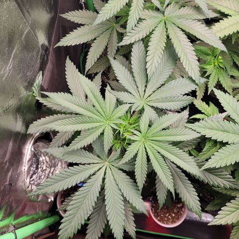 Maui Wowie growlog timeline photo