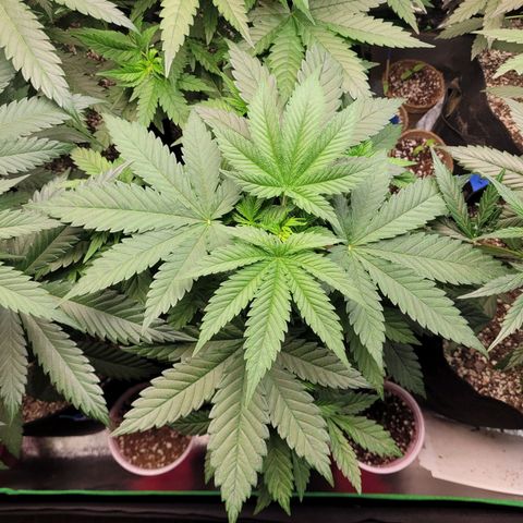 White Widow growlog timeline photo