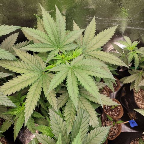 White Widow growlog timeline photo