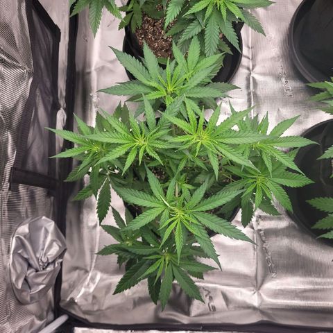 Maui Wowie growlog timeline photo
