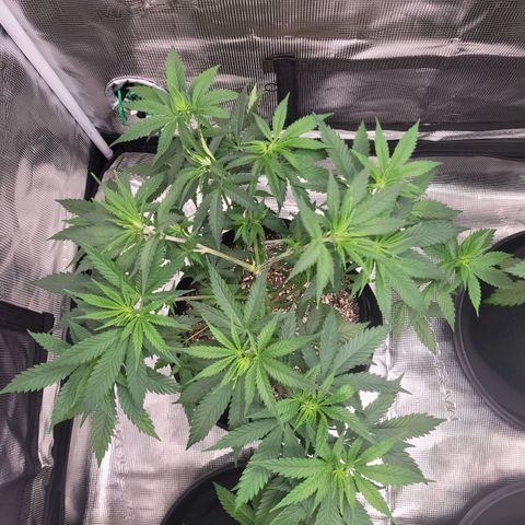 Maui Wowie growlog timeline photo
