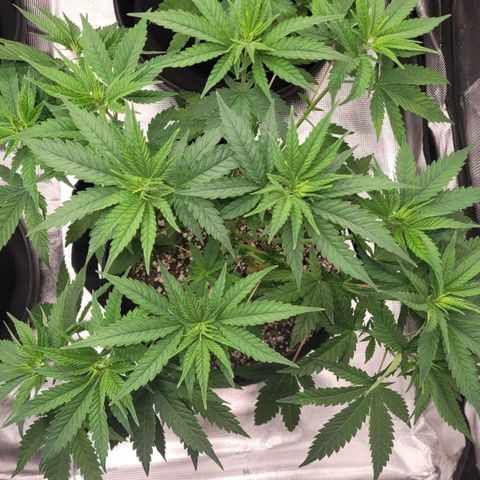 White Widow growlog timeline photo