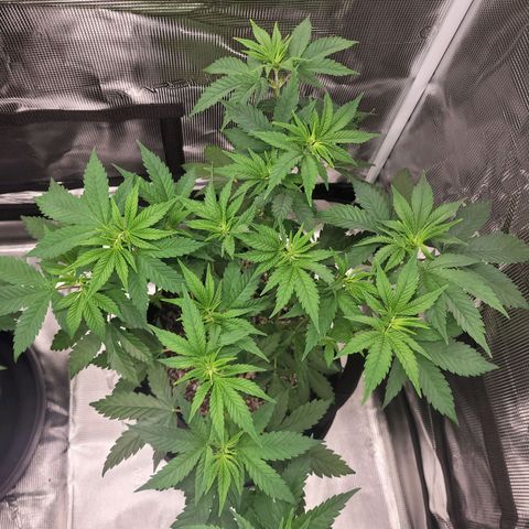 White Widow growlog timeline photo
