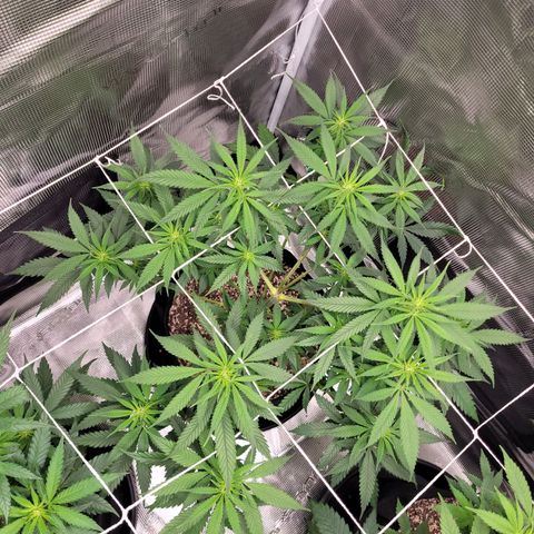 Maui Wowie growlog timeline photo