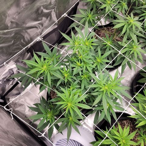 Maui Wowie growlog timeline photo